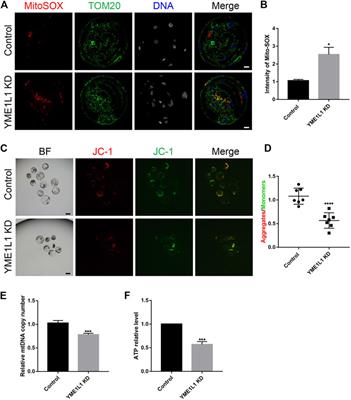 Knock-down of YME1L1 induces mitochondrial dysfunction during early porcine embryonic development